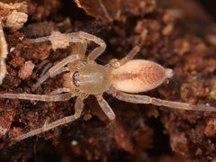 Araneae