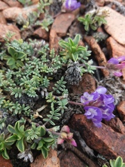 Astragalus arnottianus