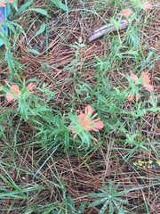 Castilleja hispida hispida