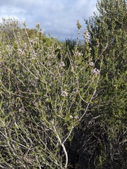 Ceanothus ophiochilus