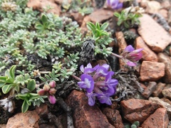 Astragalus arnottianus