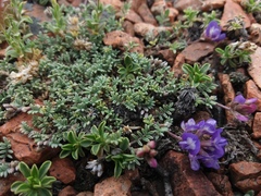 Astragalus arnottianus