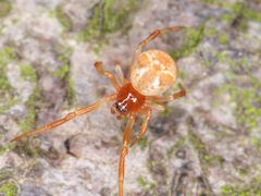 Araneae