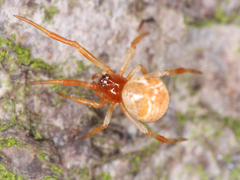 Araneae