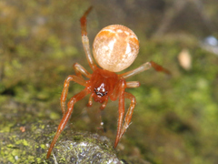 Araneae