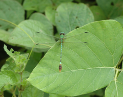 Erpetogomphus bothrops