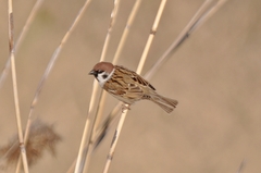 Passer montanus