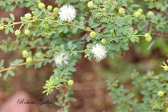 Mimosa farinosa