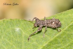 Pandeleteius platensis