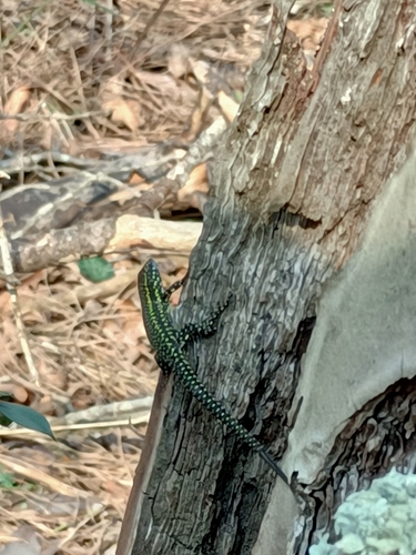 Lézard des murailles