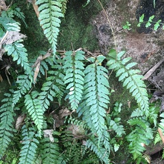 Asplenium cuneatiforme