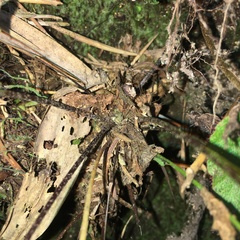 Asplenium cuneatiforme