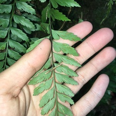 Asplenium cuneatiforme