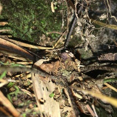 Asplenium cuneatiforme