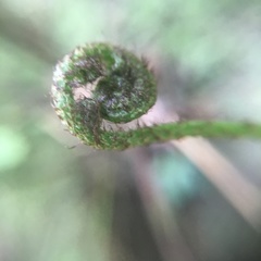 Asplenium cuneatiforme