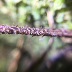 Asplenium cuneatiforme