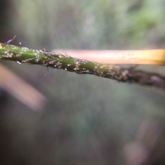 Asplenium cuneatiforme