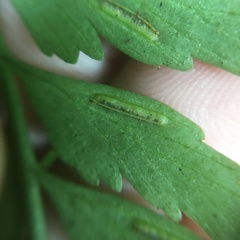 Asplenium cuneatiforme