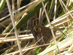 Pampasatyrus gyrtone