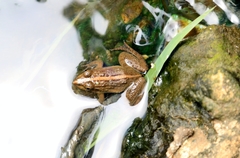 Fejervarya limnocharis