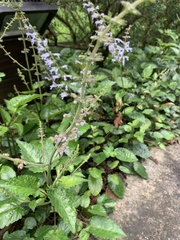 Salvia tashiroi