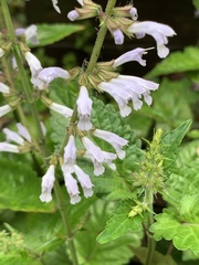 Salvia tashiroi