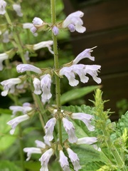Salvia tashiroi