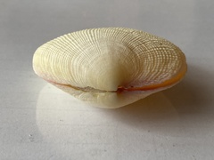 Bivalvia