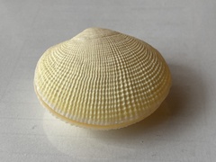 Bivalvia
