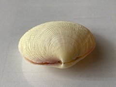 Bivalvia