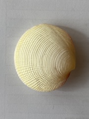 Bivalvia