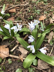 Scilla mischtschenkoana