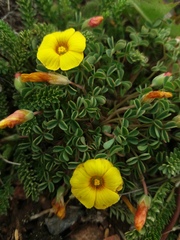 Oxalis subacaulis