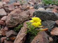 Oxalis subacaulis