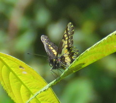 Catasticta nimbice