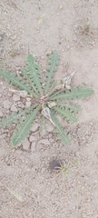 Launaea capitata