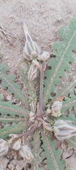 Launaea capitata
