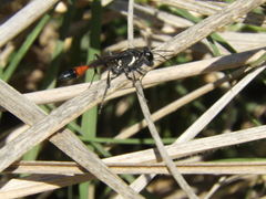 Ammophila gracilis