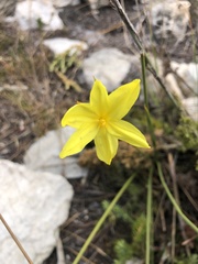 Bobartia orientalis