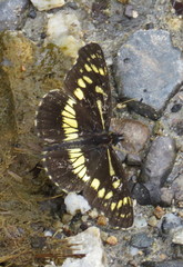 Gnathotriche exclamationis