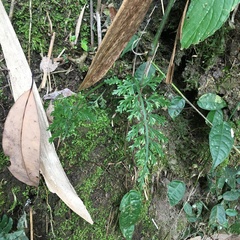 Asplenium ritoense