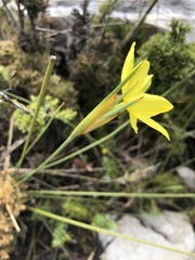 Bobartia orientalis