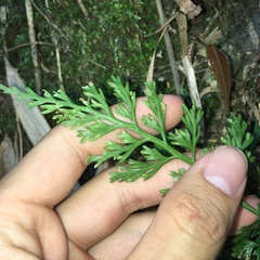 Asplenium ritoense