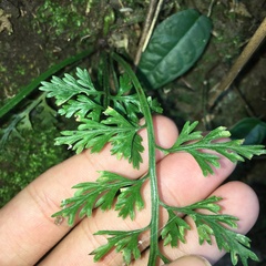 Asplenium ritoense