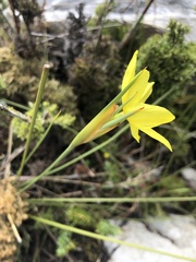 Bobartia orientalis