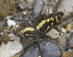 Gnathotriche exclamationis