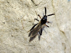 Serromyia