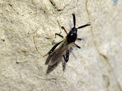 Serromyia
