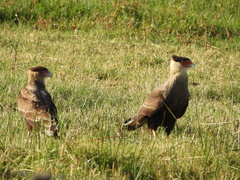 Caracara plancus
