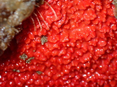 Endectyon hispitumulus